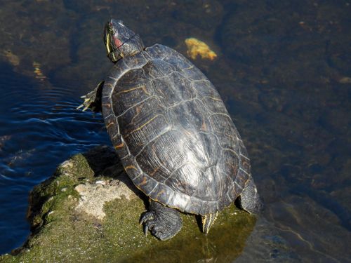 Dossière Trachemys scripta elegans