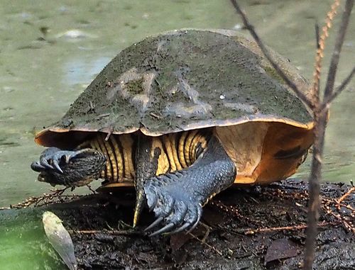 Corps Deirochelys reticularia