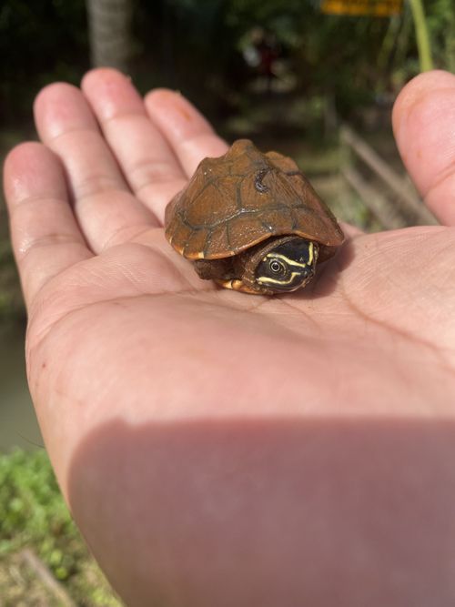 Juvénile Malayemys macrocephala