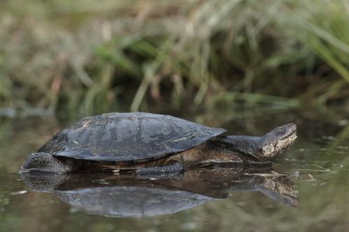 Mesoclemmys gibba