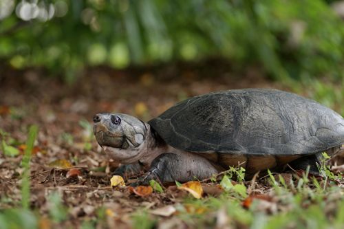 Peltocephalus dumerilianus