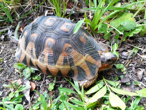 Dossière Chersina angulata