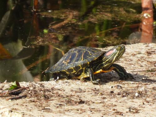 Trachemys scripta