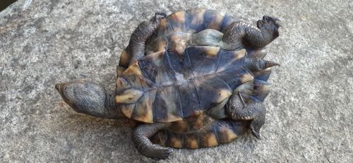 Plastron Myuchelys latisternum