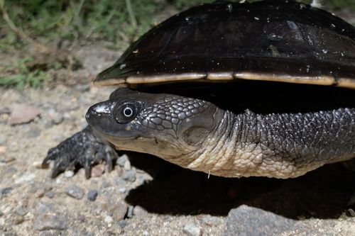 Tête Chelodina canni