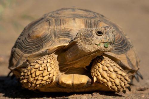 Chelonoidis chilensis