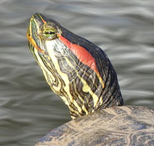 Tête Trachemys scripta elegans