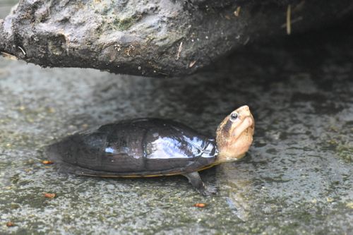 Kinosternon leucostomum leucostomum