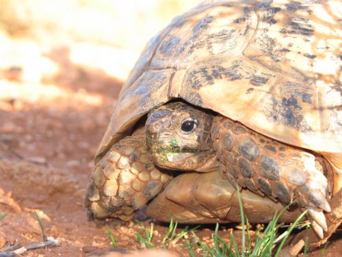 Testudo graeca cyrenaica