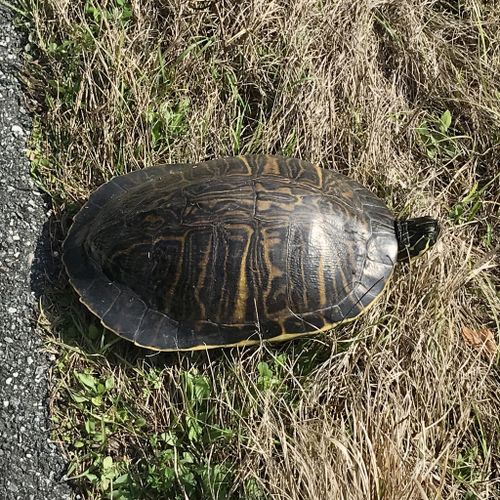 Dossière Pseudemys peninsularis