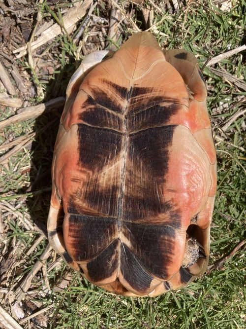 Plastron Chersina angulata