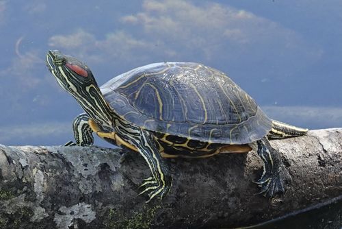 Trachemys scripta elegans