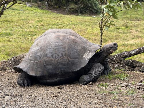 Dossière Chelonoidis niger