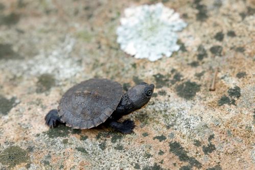 Juvénile Myuchelys latisternum