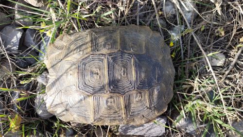 Dossière Testudo graeca armeniaca