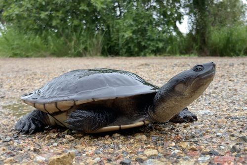 Chelodina canni