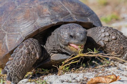 Corps Gopherus polyphemus