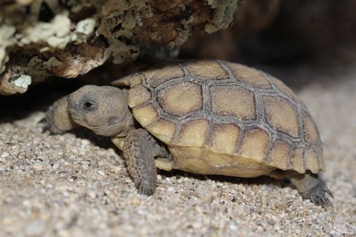 Juvénile Gopherus agassizii