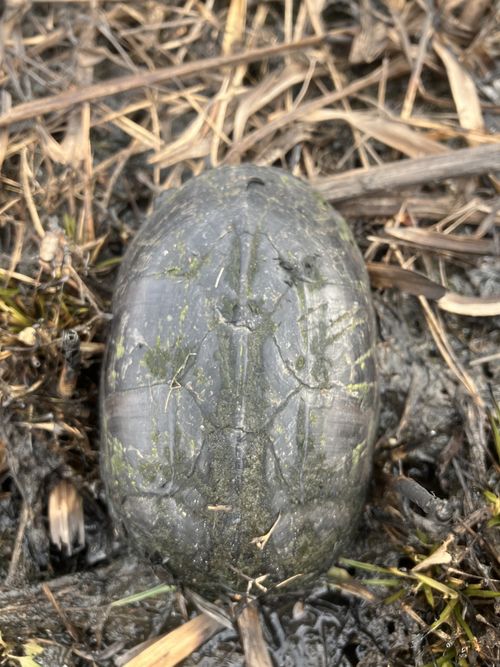 Dossière Sternotherus odoratus