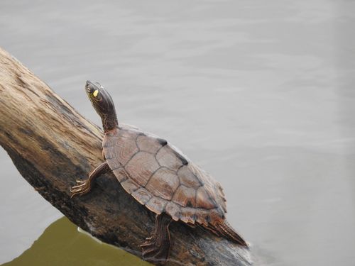 Graptemys ouachitensis