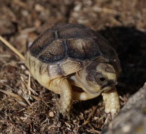 Juvénile Testudo marginata