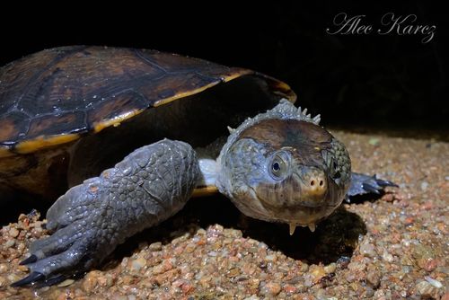 Tête Myuchelys latisternum