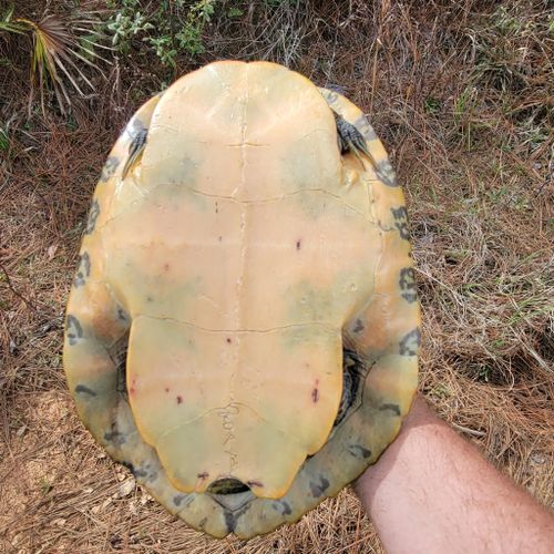 Plastron Pseudemys floridana