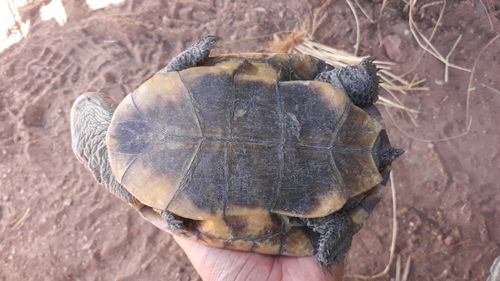 Plastron Mesoclemmys tuberculata