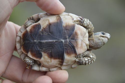 Plastron Homopus areolatus