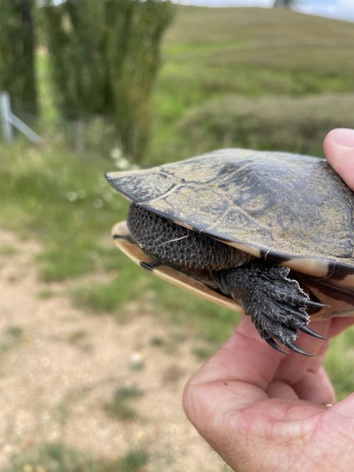 Corps Chelodina longicollis