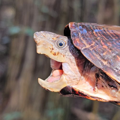 Tête Sternotherus intermedius