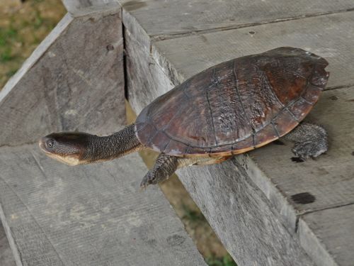 Chelodina gunaleni