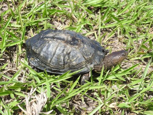 Dossière Acanthochelys spixii