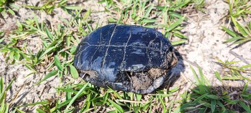 Plastron Acanthochelys spixii