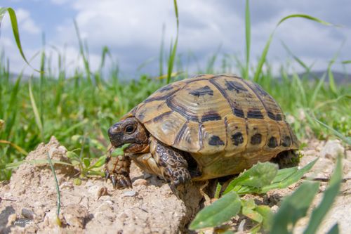 Testudo graeca