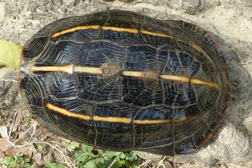 Dossière Melanochelys tricarinata