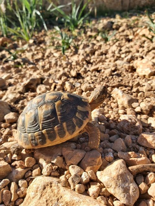 Juvénile Testudo hermanni