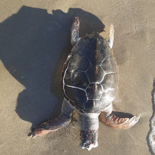 Dossière Caretta caretta