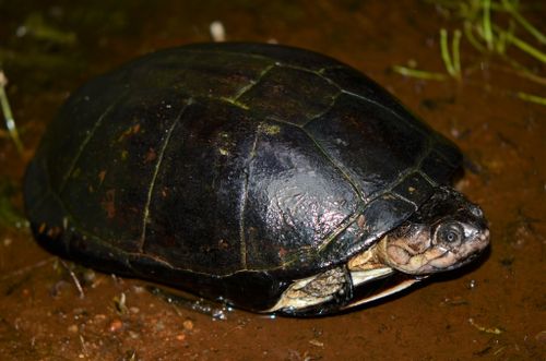 Pelusios castanoides