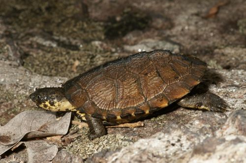 Juvénile Pelusios niger