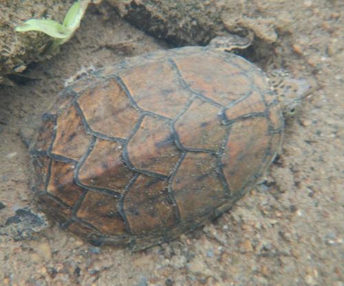 Dossière Sternotherus peltifer