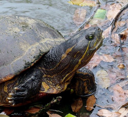 Tête Trachemys venusta uhrigi