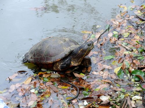 Trachemys venusta uhrigi