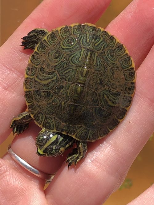 Juvénile Trachemys scripta scripta