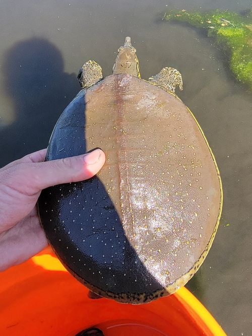 Dossière Apalone spinifera pallida