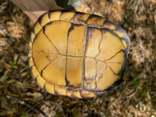 Plastron Terrapene carolina major