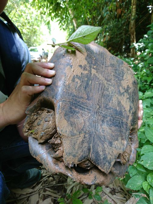 Plastron Manouria emys phayrei