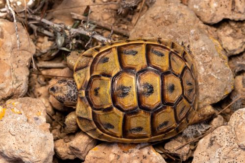 Juvénile Testudo graeca