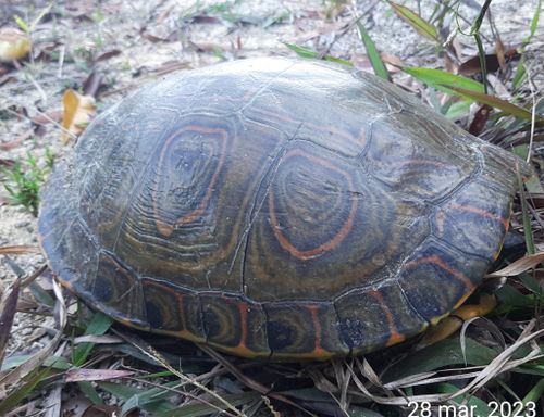 Dossière Trachemys venusta