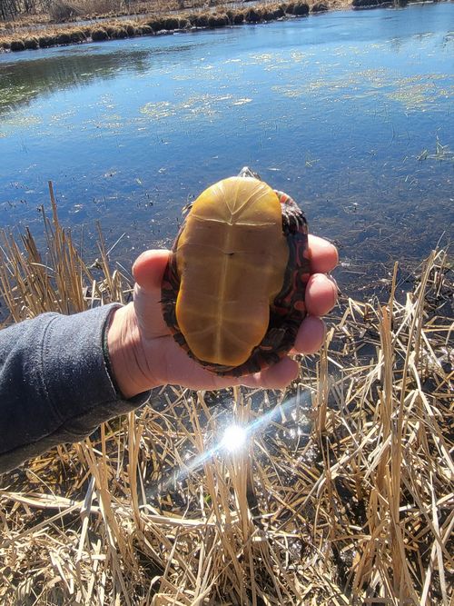 Plastron Chrysemys picta picta